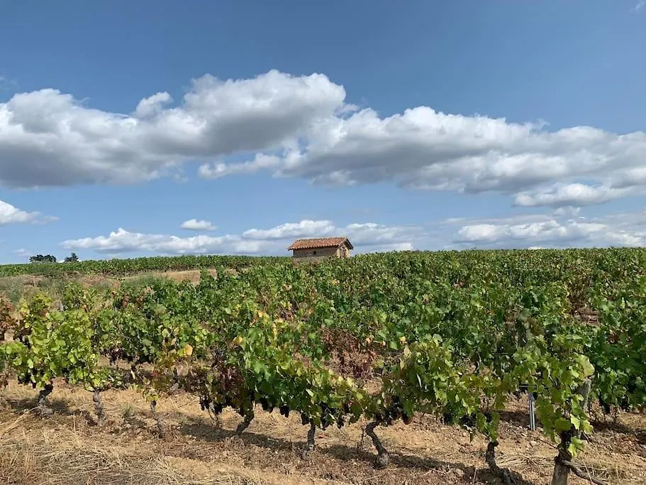 Les Sarments Du Beaujolais, Calme Proche Lyon Villa Sarcey